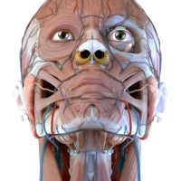 Visual Anatomy 3D - Human body