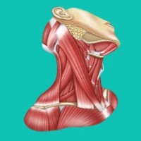 Easy anatomy. Medical atlas